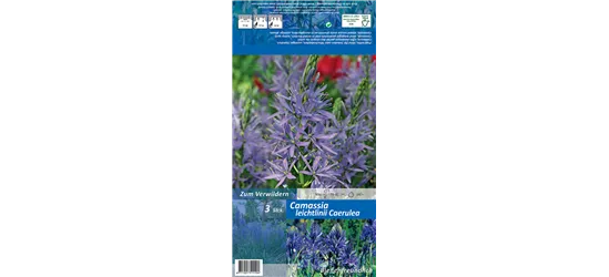 Leichtlin-Prärielilie 'Caerulea'