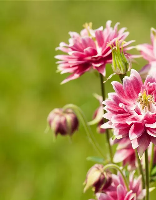Langspornige Garten-Akelei 'Nora Barlow'