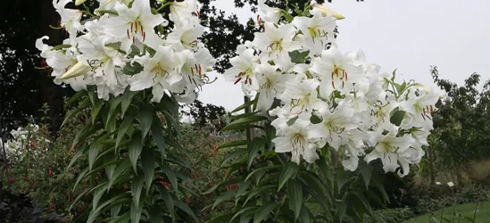 Lilie 'Casablanca'