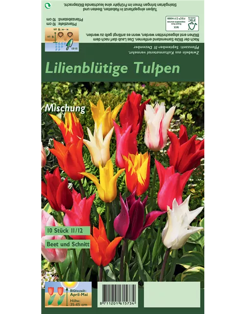 Lilienblütige Tulpe
