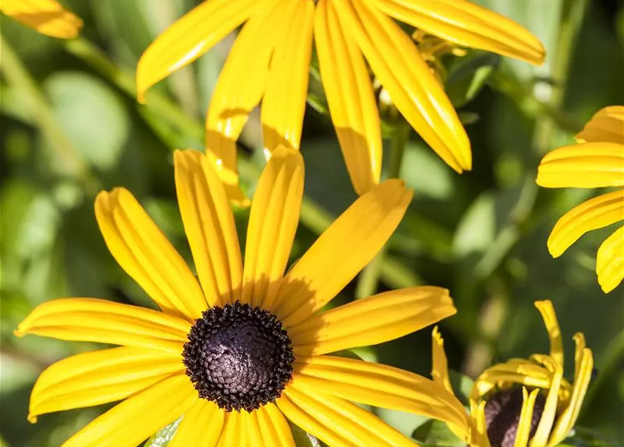 Leuchtender Garten-Sonnenhut 'Goldsturm'