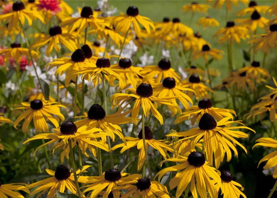 Leuchtender Garten-Sonnenhut 'Goldsturm'