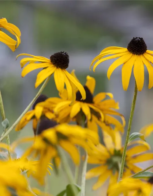 Leuchtender Garten-Sonnenhut 'Goldsturm'