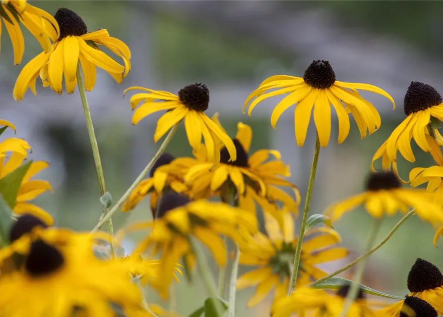 Leuchtender Garten-Sonnenhut 'Goldsturm'