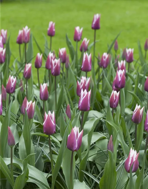 Lilienblütige Tulpe 'Claudia'