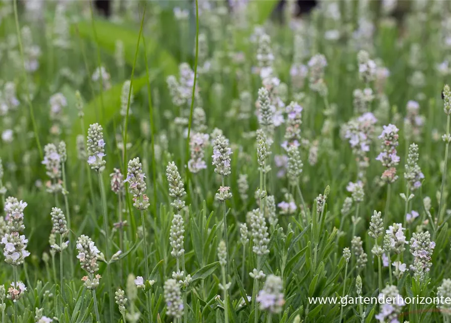 Lavandula angustifolia 'Ellagance Ice'