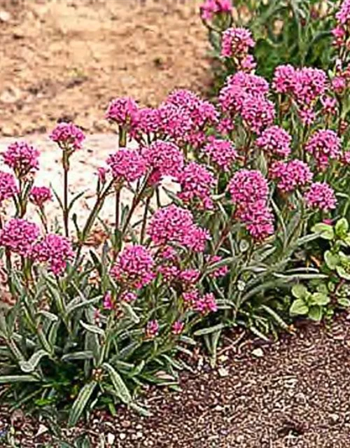 Lychnis alpina