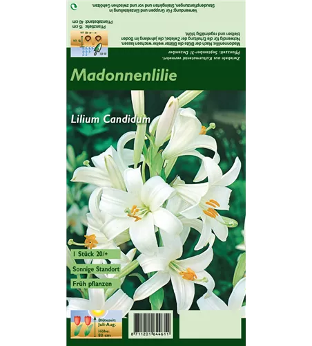 Madonnen-Lilie