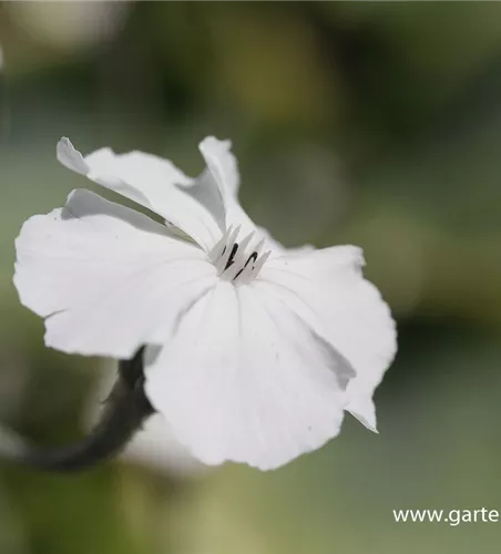 Lychnis coronaria 'Alba'