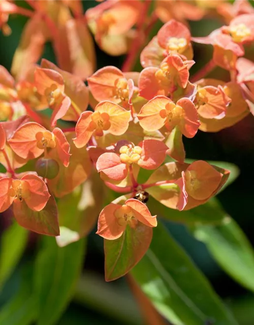 Mandelblättrige Garten-Wolfsmilch 'Purpurea'