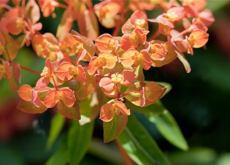 Mandelblättrige Garten-Wolfsmilch 'Purpurea'