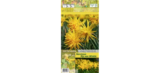 Narzisse 'Rip Van Winkle'