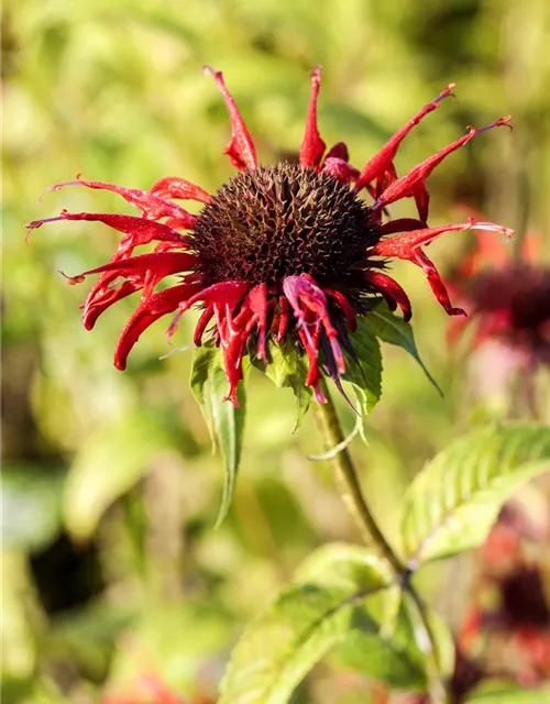 Monarda didyma 'Squaw' Monarda didyma 'Squaw'