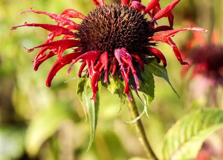 Monarda didyma 'Squaw' Monarda didyma 'Squaw'