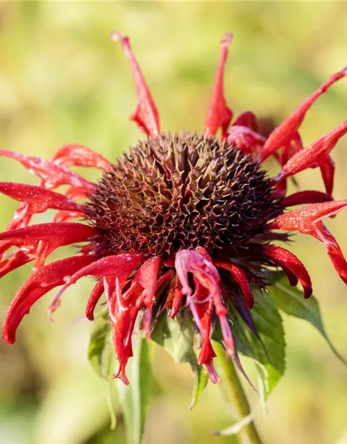 Monarda didyma 'Squaw' Monarda didyma 'Squaw'