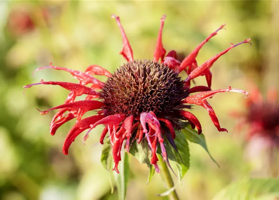 Monarda didyma 'Squaw' Monarda didyma 'Squaw'