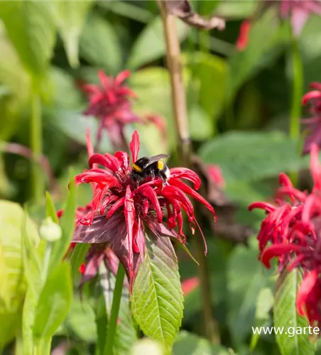 Monarda didyma 'Squaw' Monarda didyma 'Squaw'