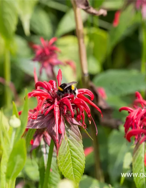 Monarda didyma 'Squaw' Monarda didyma 'Squaw'