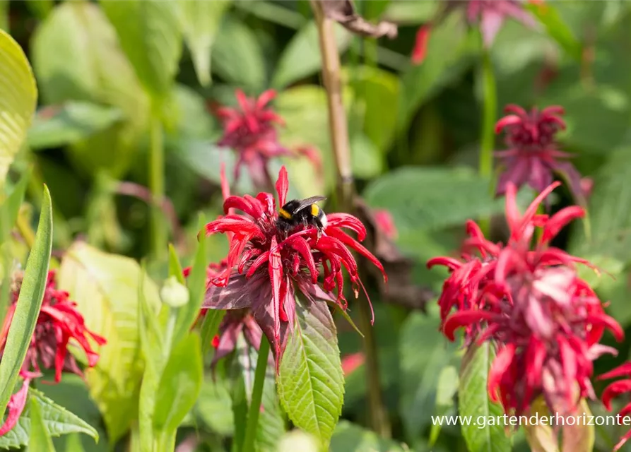 Monarda didyma 'Squaw' Monarda didyma 'Squaw'
