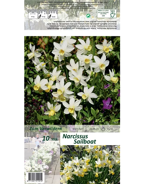 Narzisse 'Sailboat'