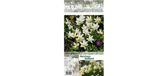 Narzisse 'Sailboat'