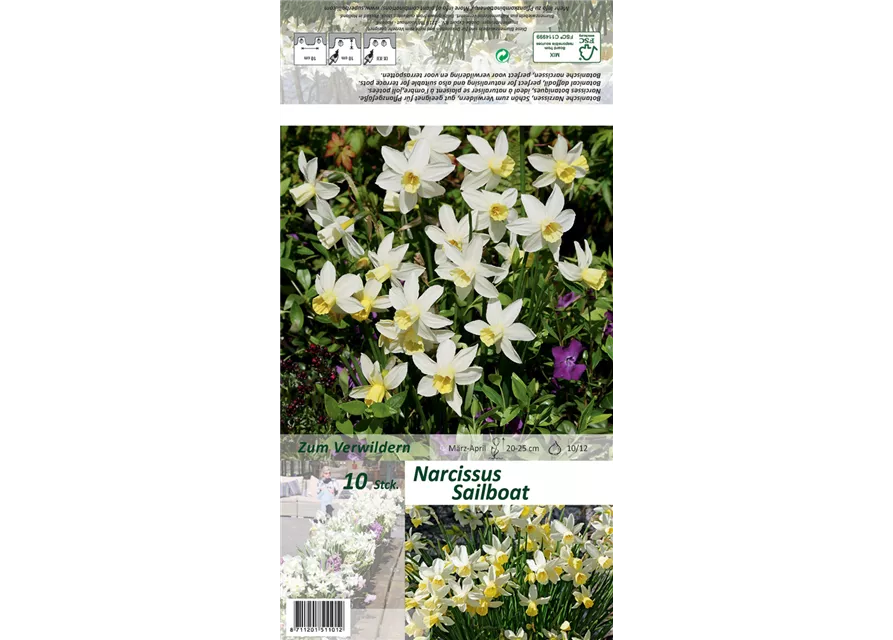 Narzisse 'Sailboat'