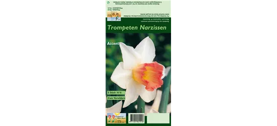 Narzisse 'Accent'