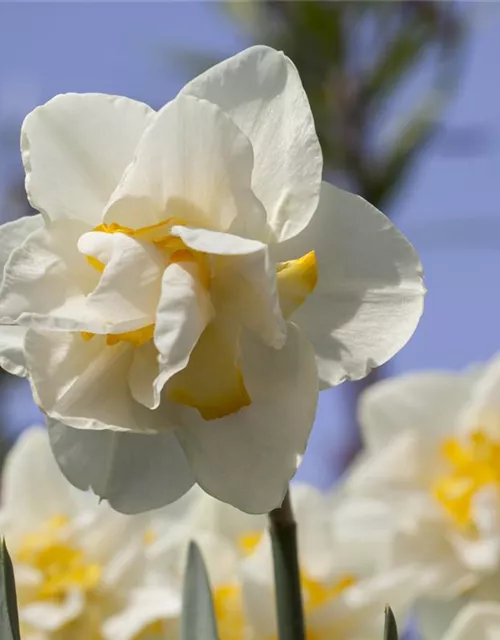 Narzisse 'White Lion'