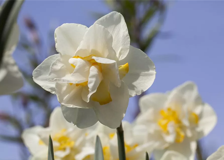 Narzisse 'White Lion'