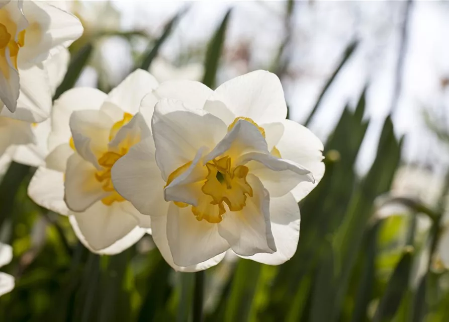Narzisse 'White Lion'