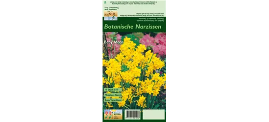 Narzisse 'Baby Moon'