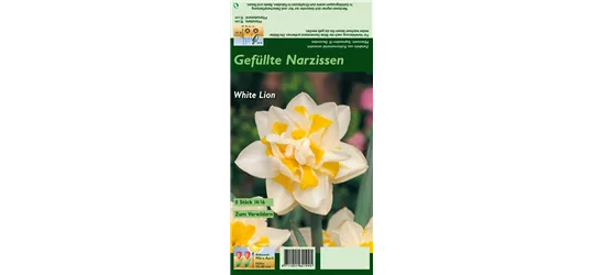 Narzisse 'White Lion'