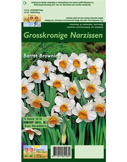Narzisse 'Barrett Browning'