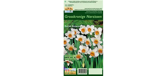 Narzisse 'Barrett Browning'