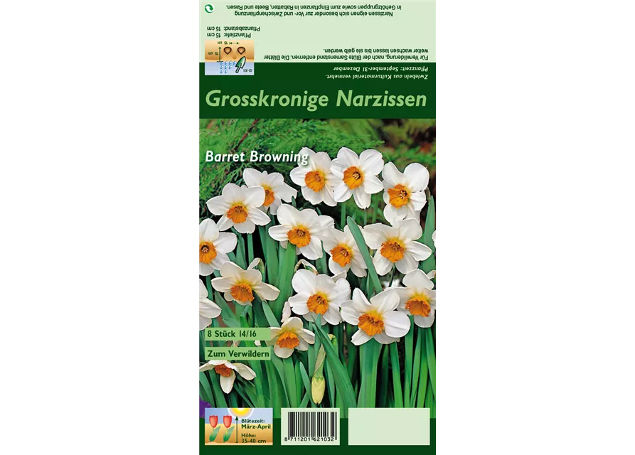 Narzisse 'Barrett Browning'