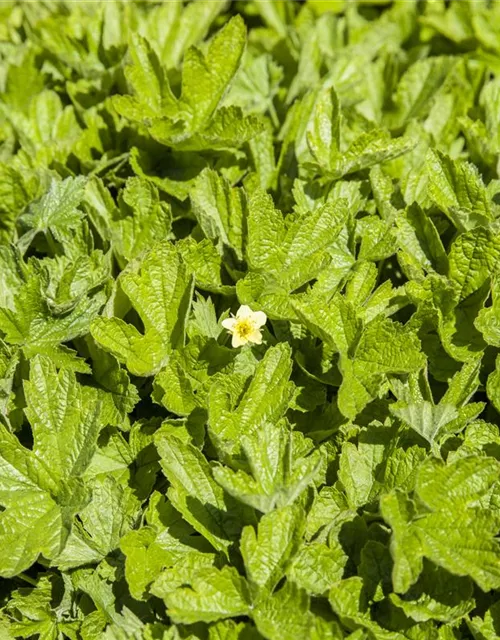 Nelkenwurzähnliche Waldsteinie