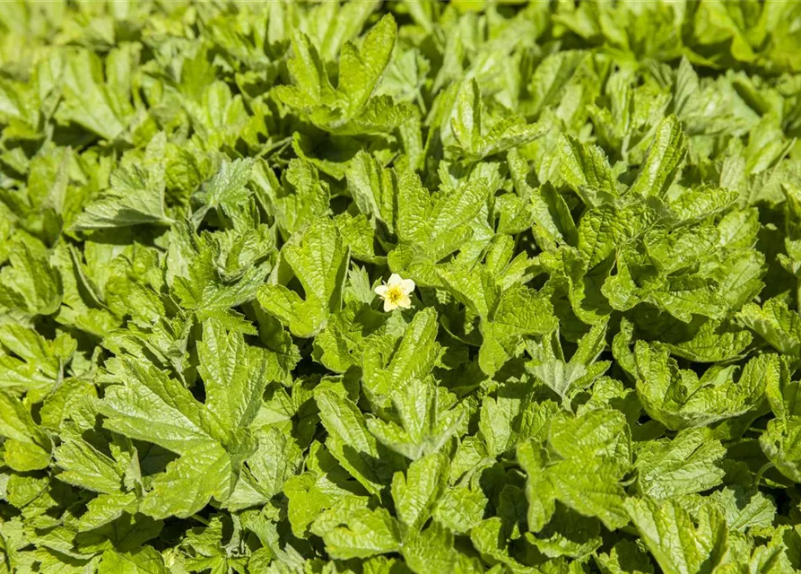 Nelkenwurzähnliche Waldsteinie