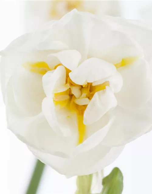 Narzisse 'Bridal Crown'