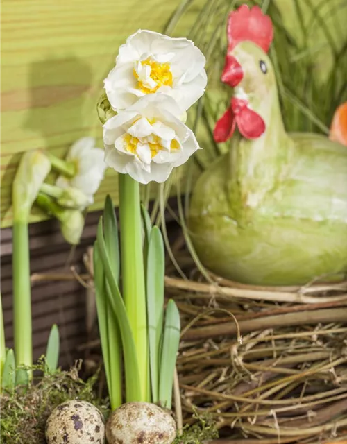 Narzisse 'Bridal Crown'