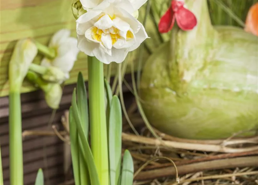 Narzisse 'Bridal Crown'