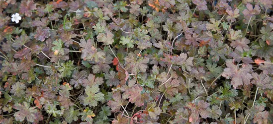 Neuseeländischer Storchschnabel 'Sanne'