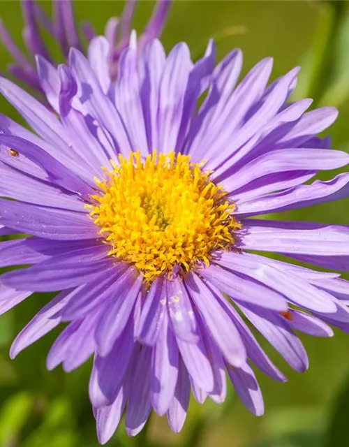 Niedrige Garten-Aster 'Dunkle Schöne'