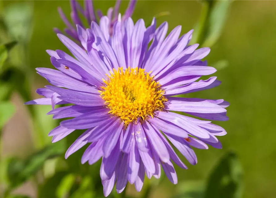 Niedrige Garten-Aster 'Dunkle Schöne'