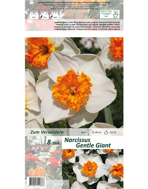 Narzisse 'Gentle Giant'