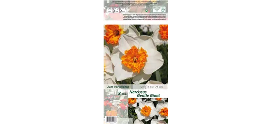 Narzisse 'Gentle Giant'