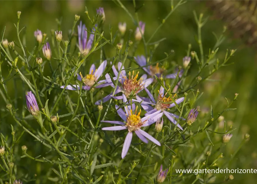 Niedrige Garten-Aster 'Nanus'