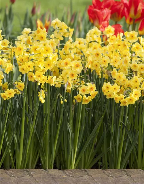 Narzisse 'Golden Dawn'