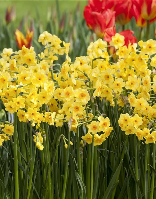 Narzisse 'Golden Dawn'