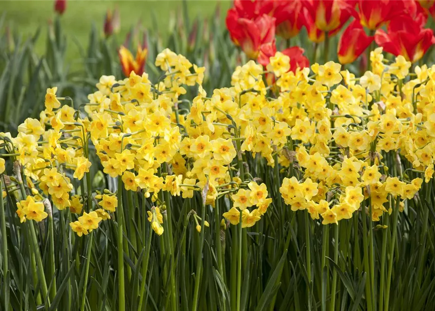 Narzisse 'Golden Dawn'