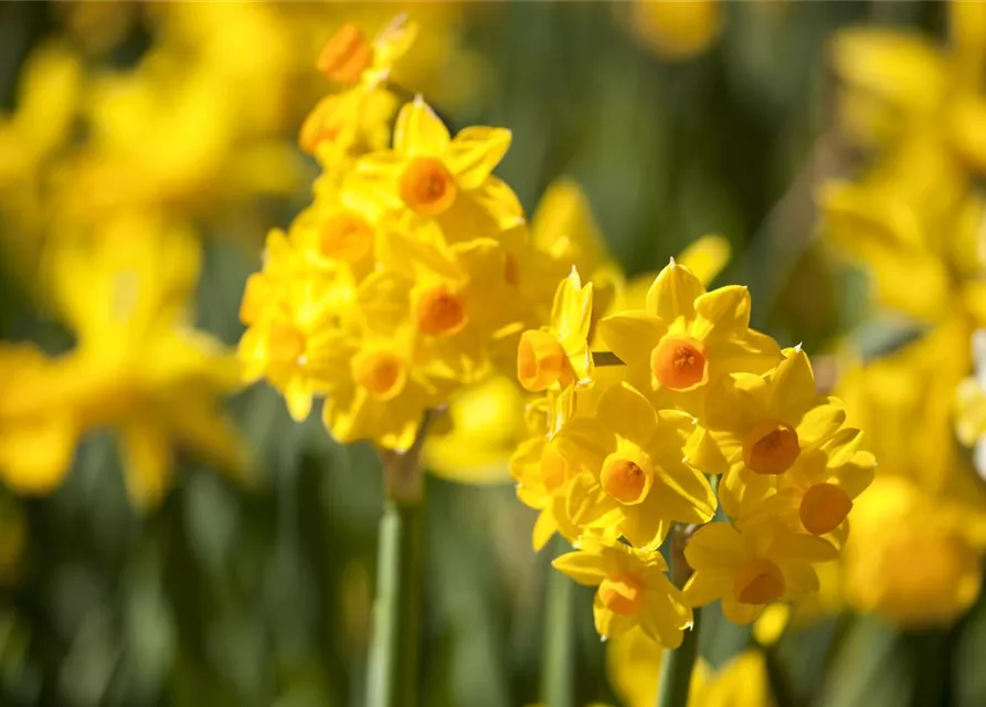 Narzisse 'Golden Dawn'